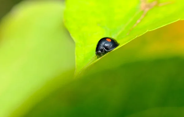 Duas Vezes Esfaqueado Senhora Besouro Macro Ambiente Habitat Natural — Fotografia de Stock