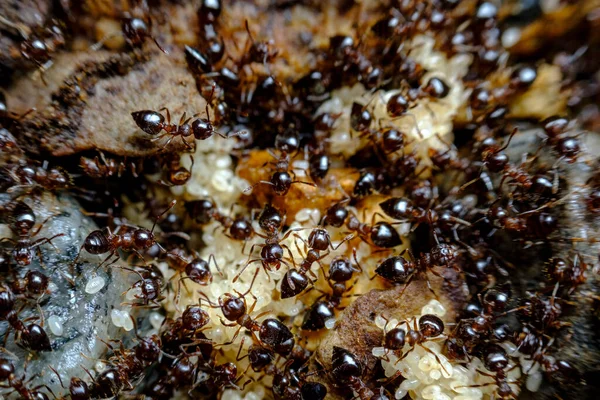 Enorme Pila Hormigas Molestas Acera Primer Plano Macro Imagen de archivo