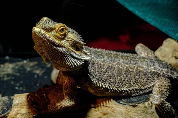 Grande Animale Domestico Lucertola Drago Barbuto Riposo Serbatoio Vetro Foto Stock