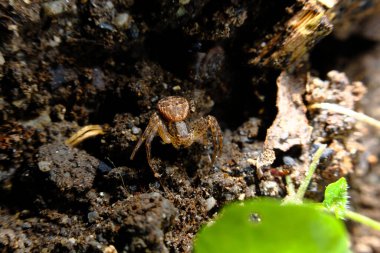 Macro doğal ortamında Koşan Yengeç Örümceği 'ni kapat