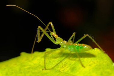Doğal ortamında yaprakların üzerinde dinlenen renkli yeşil suikast böceği.