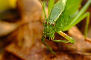 Yeşil Çatal Kuyruklu Bush Katydid zor bir karar veriyor.