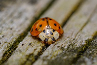 İstilacı türler, Asyalı dişi böcekler orman zemininde sürünüyorlar.