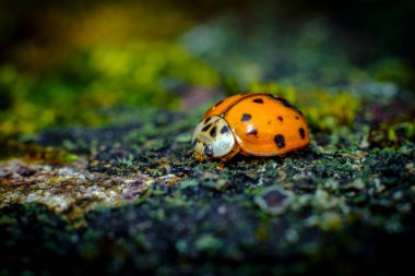 İstilacı türler, Asyalı dişi böcekler orman zemininde sürünüyorlar.