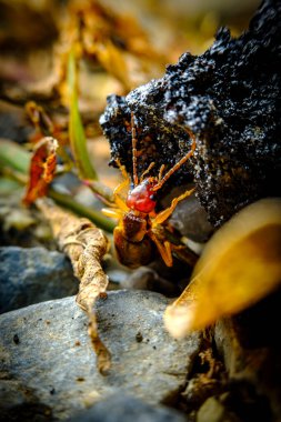 Avrupa kulaklığı Forficula auricularia Linnaeus doğal yaşam alanını keşfediyor