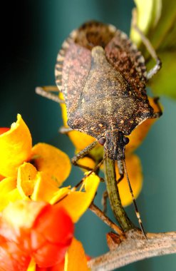 Kahverengi kokulu böcek makroda. Doğal ortamdaki fotoğrafı kapat.