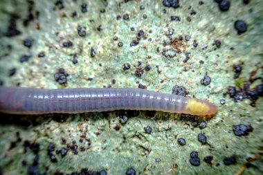 Kapalı makro pembe toprak solucanı orman zemininde yeşil yosunlarda sürünüyor.