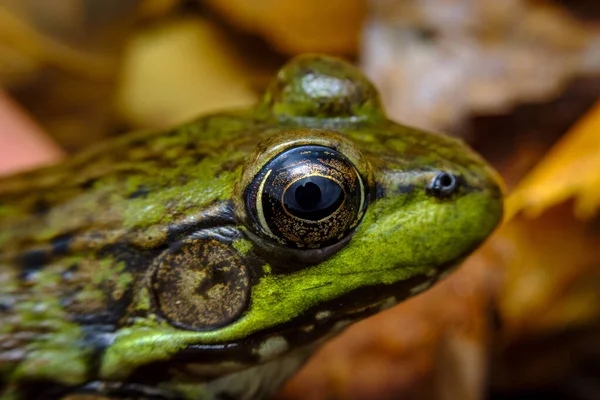 Closeup Macro Green Leopard Frog Eyes Selective Focus — Stock Photo, Image