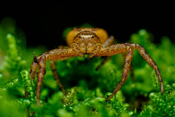 Ekstrem Makro Yakın Çekim Doğal Ortamında Koşan Yengeç Örümceği — Stok fotoğraf