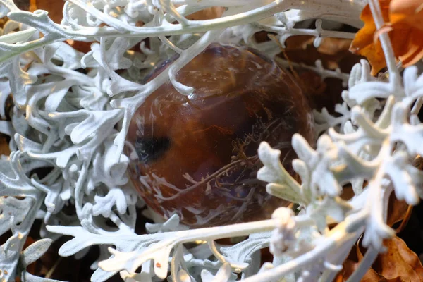 Makro Närbild Spåmän Magiska Glas Kristallkula Naturen — Stockfoto