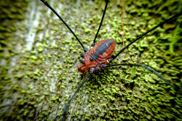 Red Daddy Longleg Lub Pająk Żniwiarz Zielonym Mchu — Zdjęcie stockowe