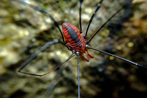 Kızıl Baba Uzun Bacak Çakıllı Hasat Örümceği — Stok fotoğraf