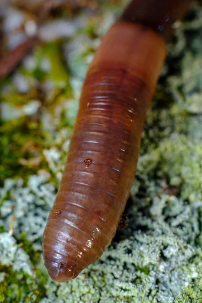 Primo Piano Macro Lombrico Strisciare Attraverso Muschio Verde Sul Pavimento — Foto Stock