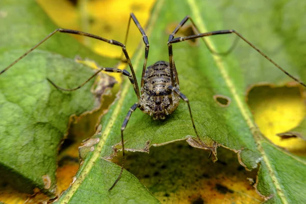 Baba Longleg Veya Harvestman Örümcek Yaprak Yeşil Zemin Üzerine — Stok fotoğraf