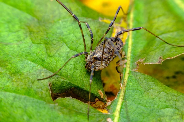 Baba Longleg Veya Harvestman Örümcek Yaprak Yeşil Zemin Üzerine — Stok fotoğraf