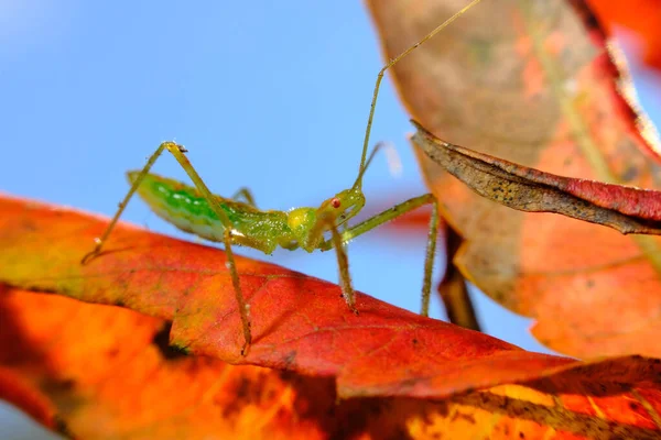 Kleurrijke Groene Moordenaarswants Rustend Blad Natuurlijke Habitat — Stockfoto