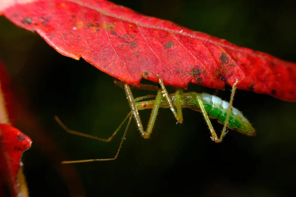 Doğal Ortamında Yaprakların Üzerinde Dinlenen Renkli Yeşil Suikast Böceği — Stok fotoğraf