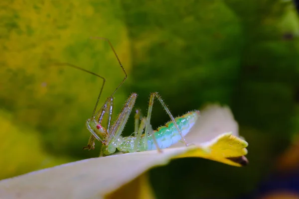 Colorido Insecto Asesino Verde Descansando Hoja Hábitat Natural — Foto de Stock