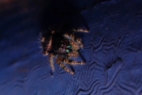 超级宏在蓝色表面上关闭跳跃的蜘蛛 — 图库照片