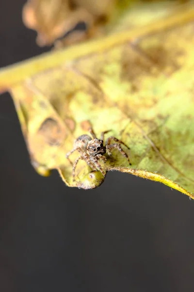 Süper Makro Sarı Yapraklı Zıplayan Örümceği Kapat — Stok fotoğraf