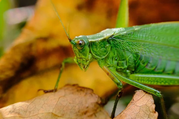 Yeşil Çatal Kuyruklu Çalı Katydid Doğal Yaşam Alanını Keşfediyor — Stok fotoğraf