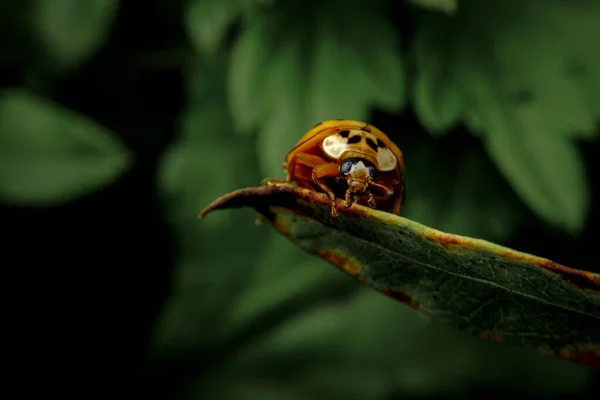 Close Macro Volwassen Rode Dame Wants Groen Blad Natuurlijke Habitat — Stockfoto