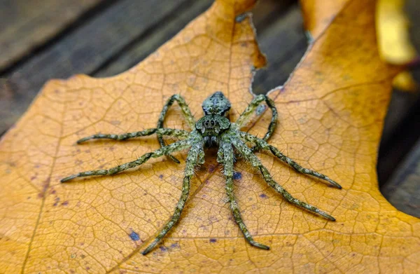 Taze Küften Sonra Dinlenen Makro Kurt Örümceği — Stok fotoğraf