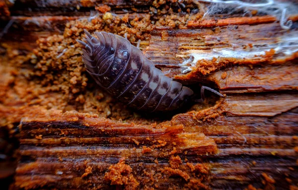 紫罗兰花丸虫 也被称为天然栖息地腐烂木屑中的一种树虫 — 图库照片