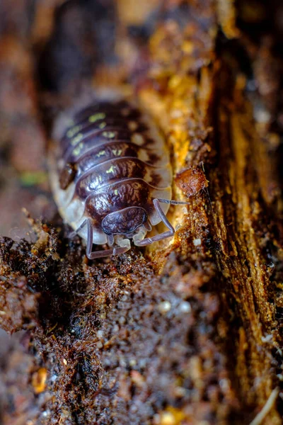 Purple Roly Poly Pill Bug Also Known Woodroouse Natural Habitat — стоковое фото