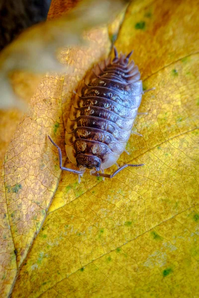 Purple Roly Poly Pillenkäfer Auch Als Assel Natürlichem Lebensraum Bekannt — Stockfoto