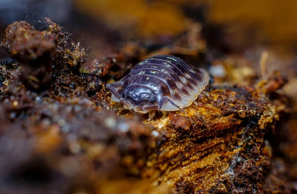 Purple Roly Poly Píldora Insecto También Conocido Como Leñador Hábitat —  Fotos de Stock