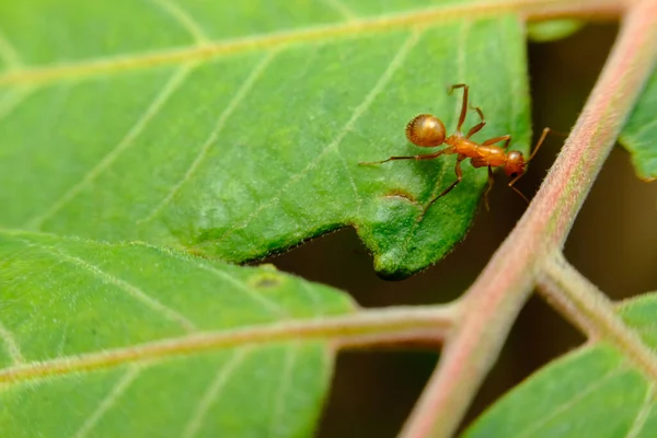 Yaprağın Üzerinde Sürünen Kırmızı Karıncanın Makro Yakın Çekimi — Stok fotoğraf