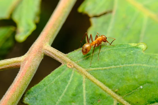 Makro Zbliżenie Wspólnej Czerwonej Mrówki Czołgającej Się Liściu — Zdjęcie stockowe
