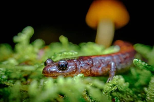 Fechar Macro Vermelho Salamandra Apoiada Andando Longo Musgo Verde — Fotografia de Stock