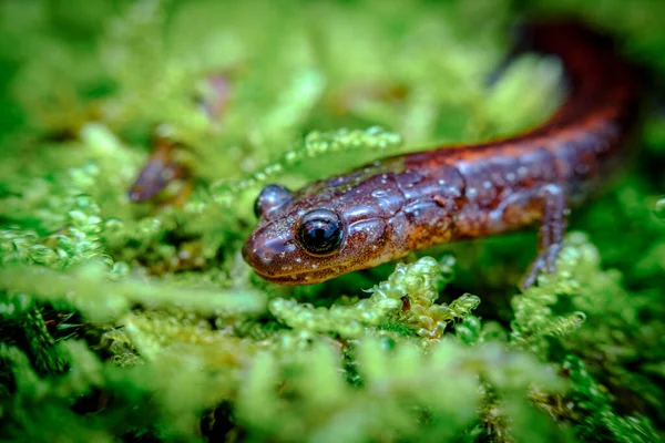 Primer Plano Macro Rojo Salamandra Respaldada Caminando Largo Musgo Verde —  Fotos de Stock