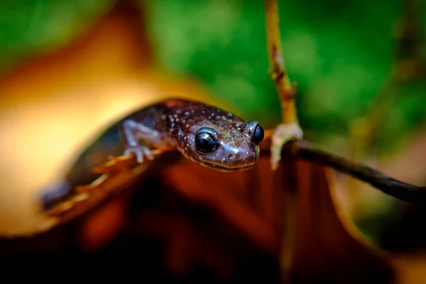 Zbliżenie Makro Czerwony Poparte Salamandra Spacery Wzdłuż Zielony Mech — Zdjęcie stockowe