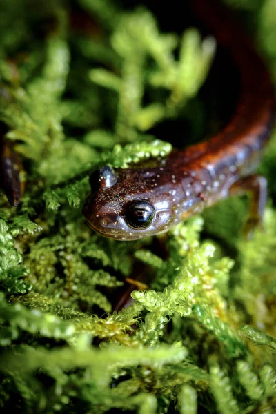 Zbliżenie Makro Czerwony Poparte Salamandra Spacery Wzdłuż Zielony Mech — Zdjęcie stockowe