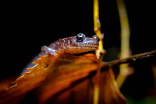 Fechar Macro Vermelho Salamandra Apoiada Andando Longo Musgo Verde — Fotografia de Stock