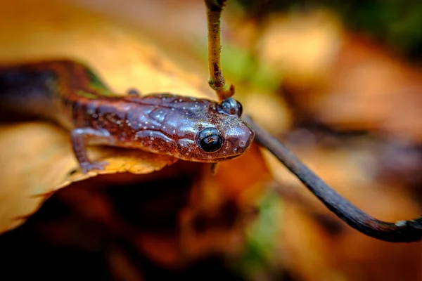 Zbliżenie Makro Czerwony Poparte Salamandra Spacery Wzdłuż Zielony Mech — Zdjęcie stockowe