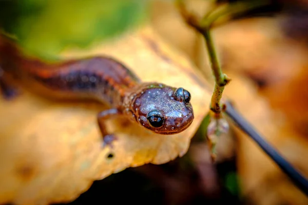 Closeup Macro Red Backed Salamander Walking Green Moss — Stock Photo, Image