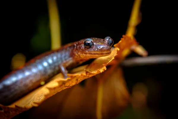 Close Macro Rode Salamander Loopt Langs Groen Mos — Stockfoto