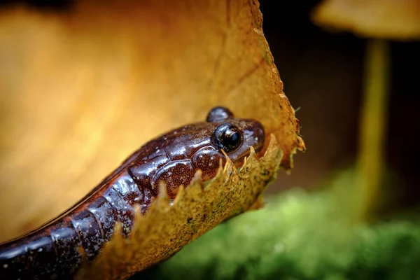 Fechar Macro Vermelho Salamandra Apoiada Andando Longo Musgo Verde — Fotografia de Stock