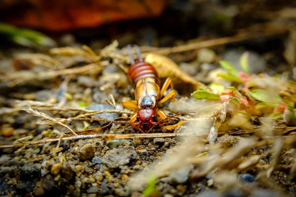 European Earwig Forficula Auricularia Linnaeus Exploring Natural Habitat — Stock fotografie