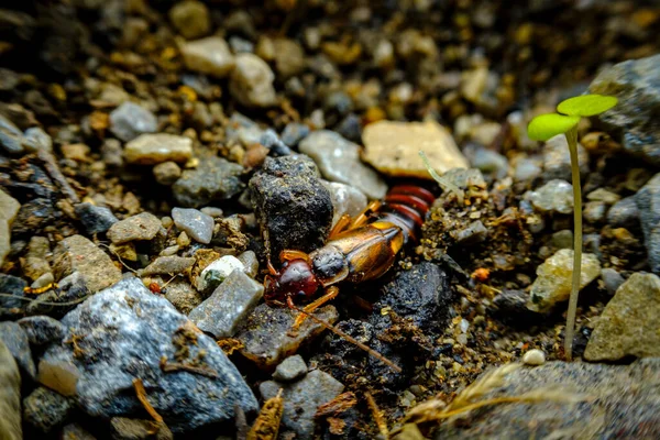 유럽의 집게벌레 Forficula Auricularia Linnaeus 서식지를 탐험하다 — 스톡 사진