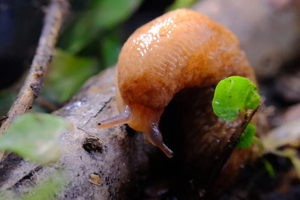 Babosa Común Del Jardín Desliza Largo Del Hábitat Natural Del — Foto de Stock