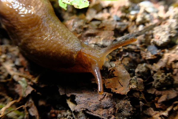 Společná Zahrada Slimák Plazí Podél Přirozeného Lesa Podlahy Habitat — Stock fotografie