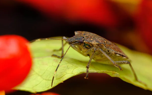 Kahverengi Kokulu Böcek Makroda Doğal Ortamdaki Fotoğrafı Kapat — Stok fotoğraf