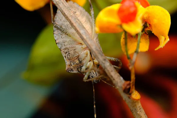 Bruin Gemarmoreerde Stinkende Wants Macro Close Foto Natuurlijke Habitat — Stockfoto