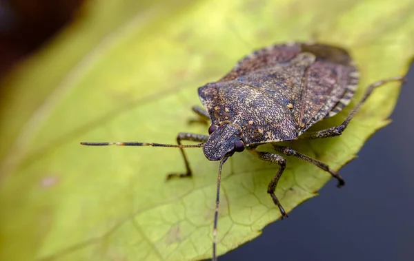 Kahverengi Kokulu Böcek Makroda Doğal Ortamdaki Fotoğrafı Kapat — Stok fotoğraf