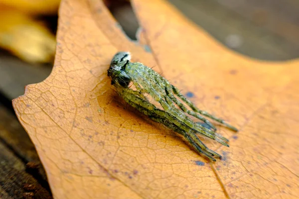 Taze Küften Sonra Dinlenen Makro Kurt Örümceği — Stok fotoğraf